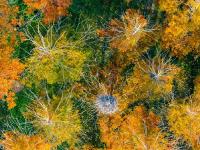 初冬自然调色板！唐岛湾湿地尽显生态之美