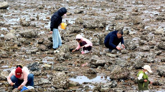 青岛这里滩涂藏趣，市民齐聚赶海寻鲜