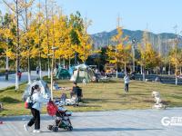 “秋日限定”上线！世博园赏秋正当时