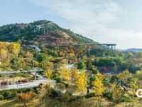 打翻调色盘！青岛这座公园初冬如画