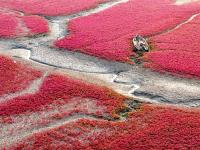 红海滩迎来最佳观赏季，生态画卷斑斓迷人