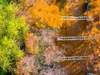 初冬自然调色板！唐岛湾湿地尽显生态之美