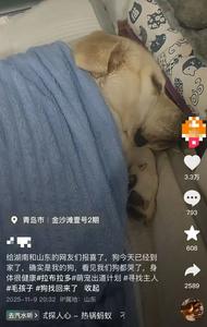 青岛女子刷视频刷到自己的狗在长沙，当事人：丢了三个月，已顺利接回