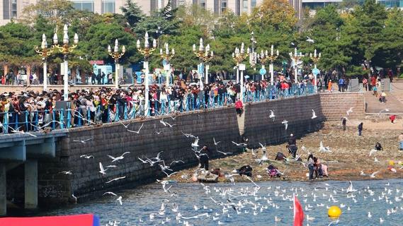 与鸥为邻，青岛藏着最治愈的互动