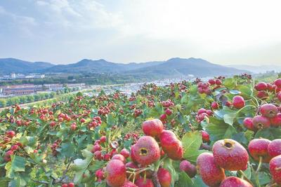 片区化推进乡村振兴 | 打造乡村振兴齐鲁样板的创新实践