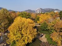 处处皆美景，初冬的世博园被焦糖色填满