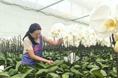 平度“财富花”迎来销售高峰期
