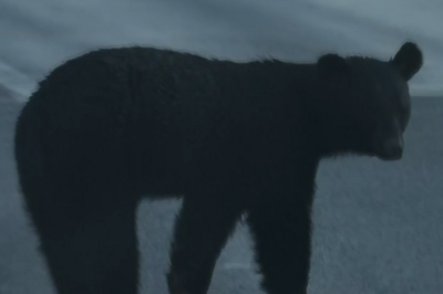 日本一天内发生多起熊伤人事件，5人受伤