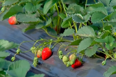 “膨大剂”催熟草莓这个月大量上市？记者调查→