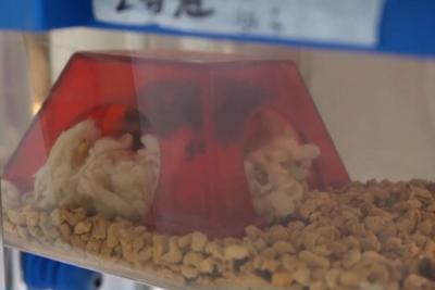 “航天小鼠”和地面小鼠行为有啥差异？记者现场探访