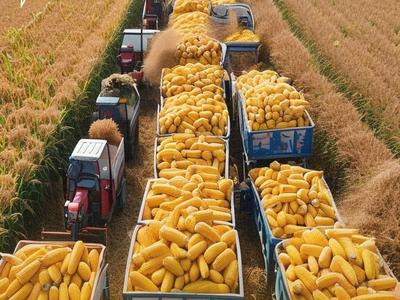 “十四五”山东粮食产业工业总产值连续三年超5000亿