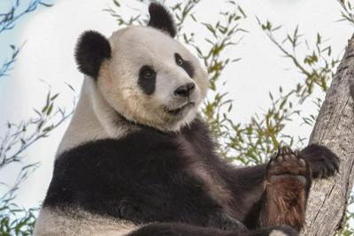 欢迎回家！旅比大熊猫“好好”平安抵达成都