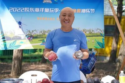 村支书直播，沙地紫土豆卖全国！青岛这个村“网”出致富路