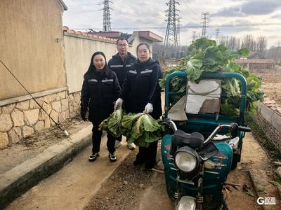爱心助农！寒潮前夕，青岛真情志愿者“抢收”600棵白菜