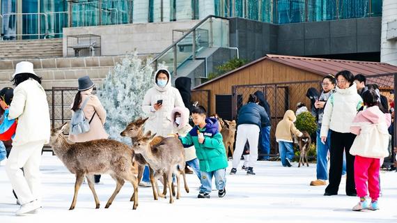 “撸”鹿遛娃！青岛人把购物中心玩成了“自然乐园”