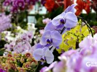 元旦将至，青岛花卉热销