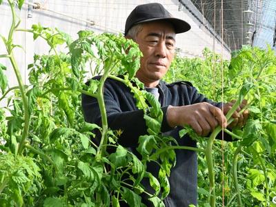 冬日大棚绿意浓