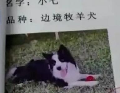 男子毒死9条犬获刑4年，专家解读投放危险物质罪