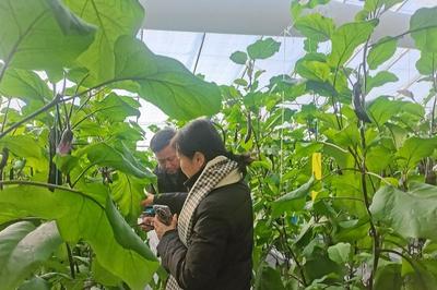 全力保障双节期间“菜篮子”稳定供应！青岛市冬季农业生产会议举办
