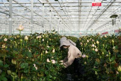 超六成资金聚力产业发展，鲁甘协作共富路越走越宽