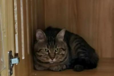 家猫何时传入中国？和丝绸之路有关→