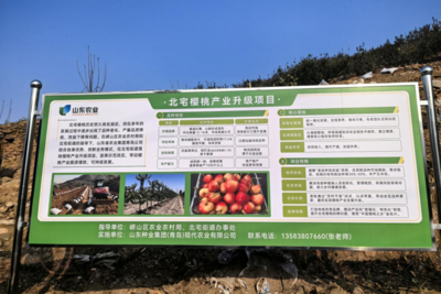 引入鲁樱5号！“中国樱桃之乡”七大基地打造标准化种植样板