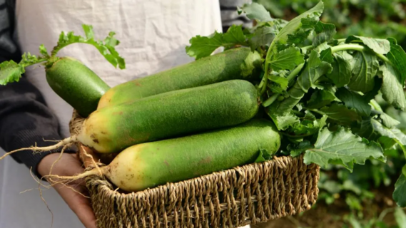 脆甜多汁口感好！青岛“宝藏蔬菜”迎来收获季