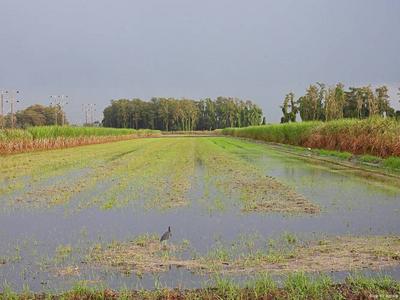 拉尼娜状态持续，对我国影响几何？