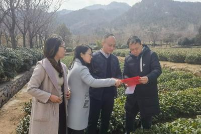 助力北方茶产业高质量发展！崂山茶产业升级‌背后，离不开他们……