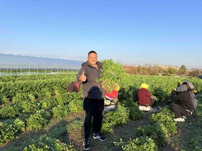年产量已突破两万吨！青岛这里1500亩芹菜迎来收获季