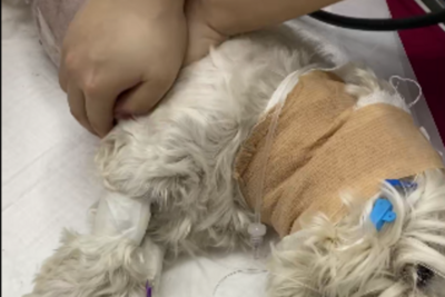 男子小区内投毒致9条犬只死亡，获刑4年！专家解读