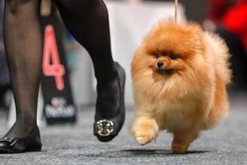 北京宠物犬中毒刑事公诉案一审宣判：被告人获刑4年