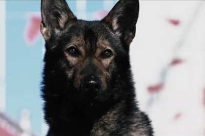 公安部部署开展本土警用犬种推广工作，打造中国警犬自主品牌