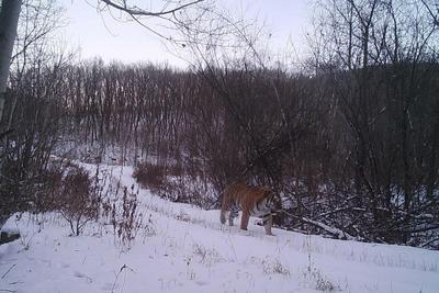 野生东北虎“完达山1号”再度现身，健康状况良好
