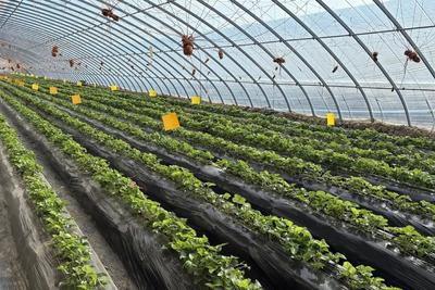 实施专项抽检8600余批次！青岛亮剑农村食品市场，守护乡村“舌尖安全”