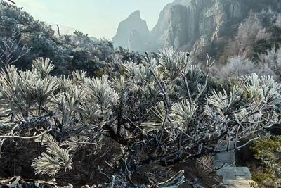 雪后崂山风景区索道正常开放吗？官方刚刚发布→