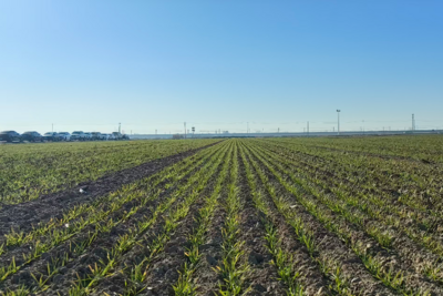 青岛“三秋”生产基本结束，田间管理正有序展开