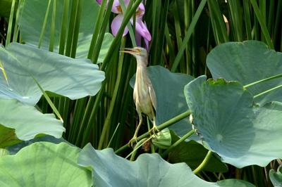 打击危害鸟类等野生动物犯罪，公安部公布5起典型案例