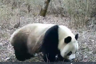 憨态可掬！红外相机记录秦岭野生大熊猫“尴尬”瞬间