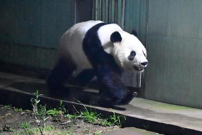 大熊猫“晓晓”“蕾蕾”入住中国大熊猫保护研究中心雅安基地