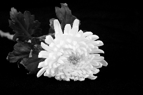 陈丽华逝世，富华国际集团发讣告