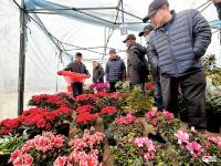 年味上線！平度金溝子大集迎春氛圍感拉滿