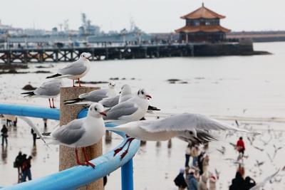 本轮寒潮即将落幕！明天白天起，青岛气温将开启回升之旅