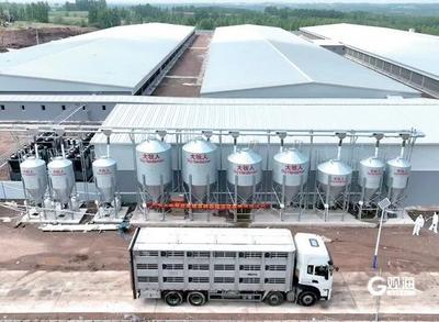 從“里岔黑豬”到“智能家居”：市委書記調研膠州，點題縣域經濟