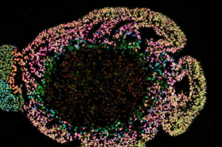 中国主导！顶级国际期刊Vita，即将亮相