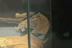 洛阳博物馆回应“彩绘抬腿陶马”倾倒：原始修复部位粘接剂老化开裂
