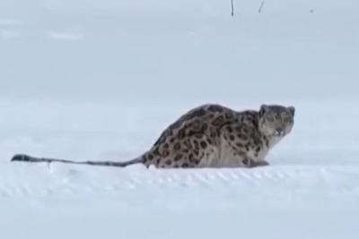 新疆咬伤游客雪豹又咬死35只羊，目前已被捕获救助