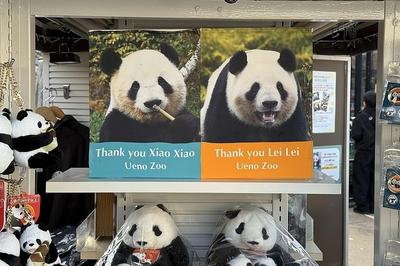 大熊猫“晓晓”和“蕾蕾”将于27日从日本启程回国