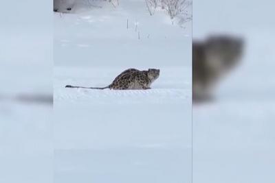 野外切记远离野生动物！游客违规靠近雪豹被咬伤