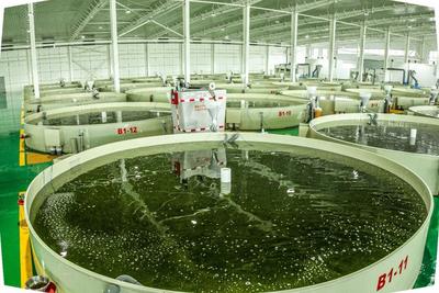 韩国食客点赞“弹牙”，秘诀来自微山